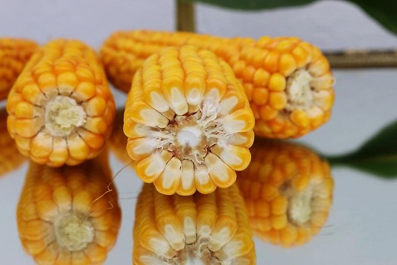 Howard Keine Maschio HR 40 Bodenfräse 265cm mit Pakerwalze 400mm Frässmesser 100% 60 Stück