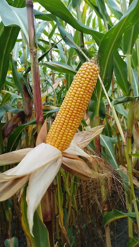 Howard Keine Maschio HR 40 Bodenfräse 265cm mit Pakerwalze 400mm Frässmesser 100% 60 Stück