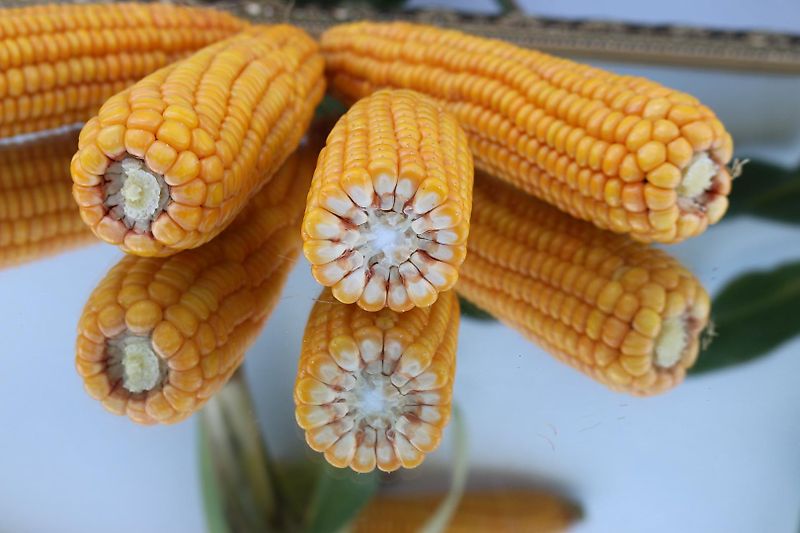 Howard Howard Bodenfräse Modell HR35 305DU Arbeitsbreite 315 cm mit 500 mm Stützräder zur exakten Tiefenführung keine Maschio, Celli, Krone, Fräse mit Drehzahlverstellung