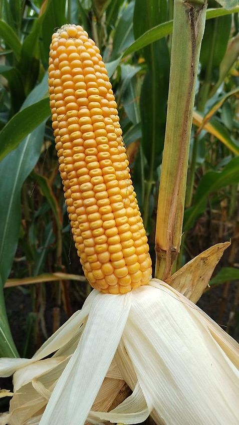 Howard Howard Bodenfräse Modell HR35 305DU Arbeitsbreite 315 cm mit 500 mm Stützräder zur exakten Tiefenführung keine Maschio, Celli, Krone, Fräse mit Drehzahlverstellung