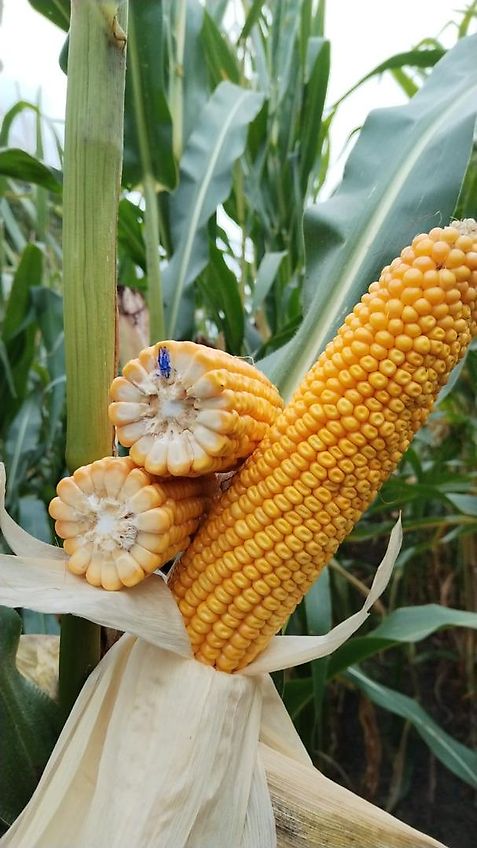 Howard Howard Bodenfräse Modell HR35 305DU Arbeitsbreite 315 cm mit 500 mm Stützräder zur exakten Tiefenführung keine Maschio, Celli, Krone, Fräse mit Drehzahlverstellung