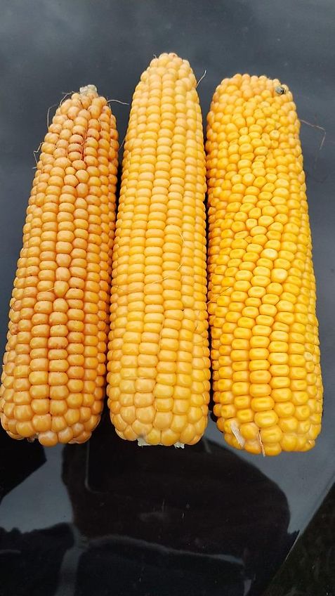 Howard Howard Bodenfräse Modell HR35 305DU Arbeitsbreite 315 cm mit 500 mm Stützräder zur exakten Tiefenführung keine Maschio, Celli, Krone, Fräse mit Drehzahlverstellung