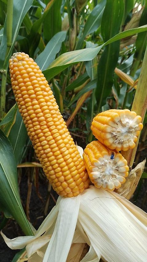 Howard Howard Bodenfräse Modell HR35 305DU Arbeitsbreite 315 cm mit 500 mm Stützräder zur exakten Tiefenführung keine Maschio, Celli, Krone, Fräse mit Drehzahlverstellung